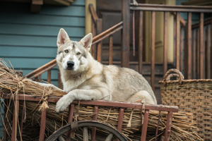 Photo 4